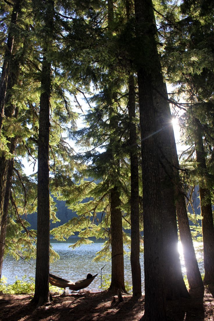 a hammock hanging between two trees in the woods near a body of water