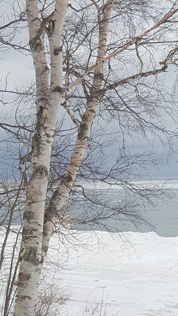 the snow covered ground is next to some bare trees in front of the water and mountains