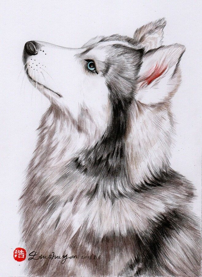 a drawing of a husky dog looking up