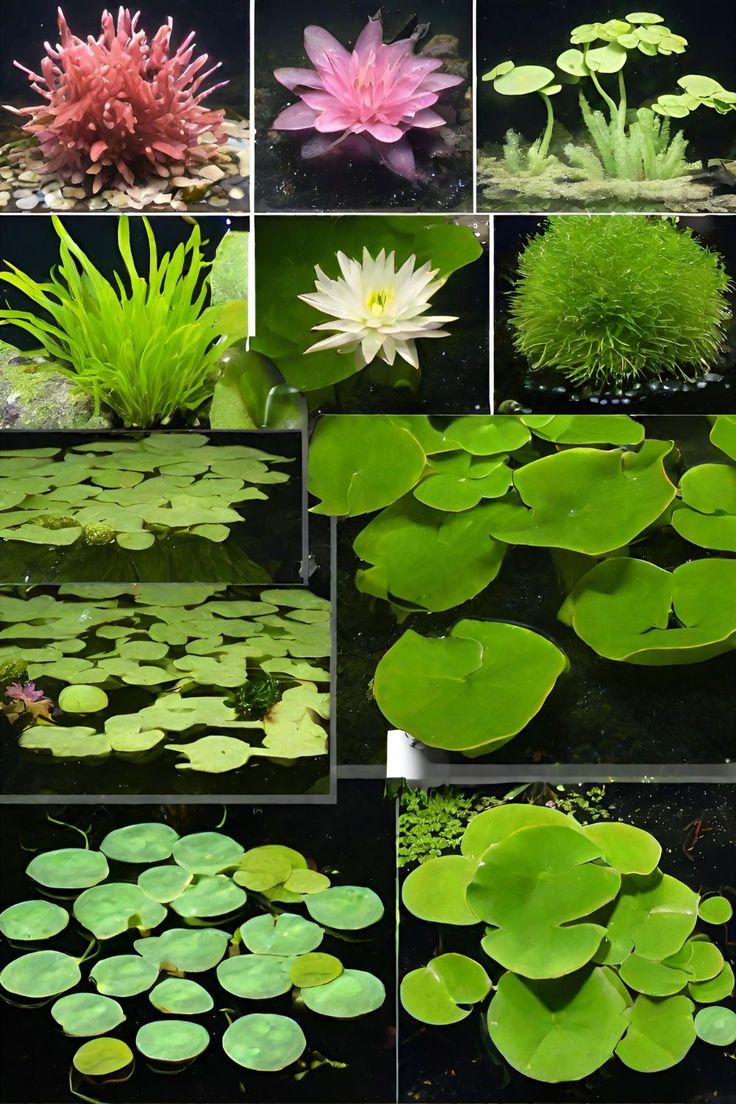 many different types of plants and water lilies are shown in this photo collage