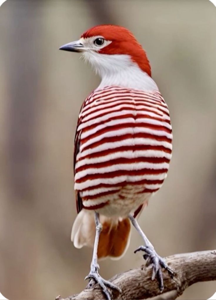 a red and white bird sitting on top of a tree branch