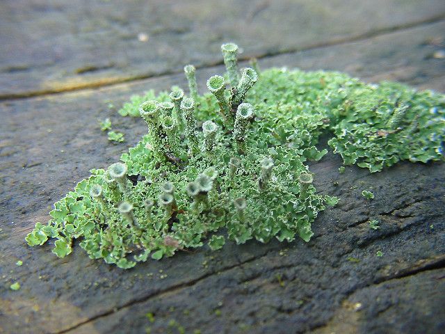 green moss growing on the side of a wooden plank