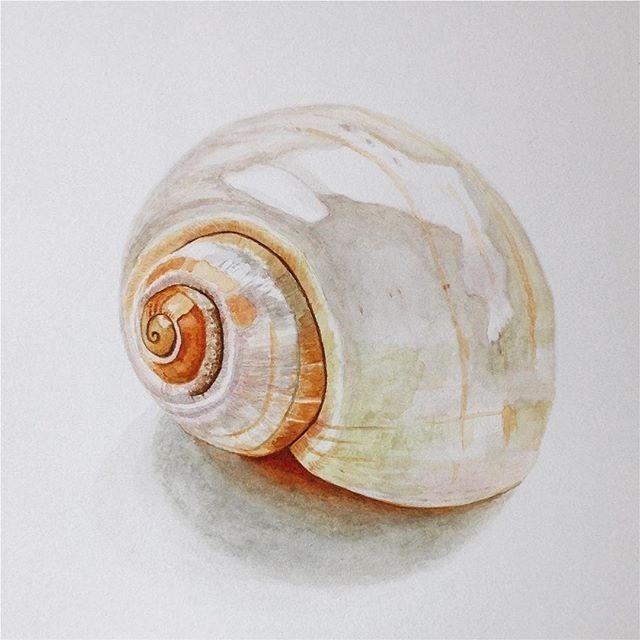 a drawing of a sea shell on a white background