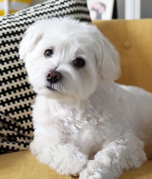 a small white dog sitting on top of a couch next to a black and white pillow