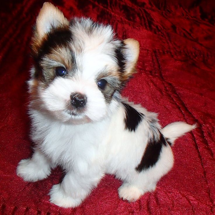 a small white and brown puppy sitting on top of a red blanket