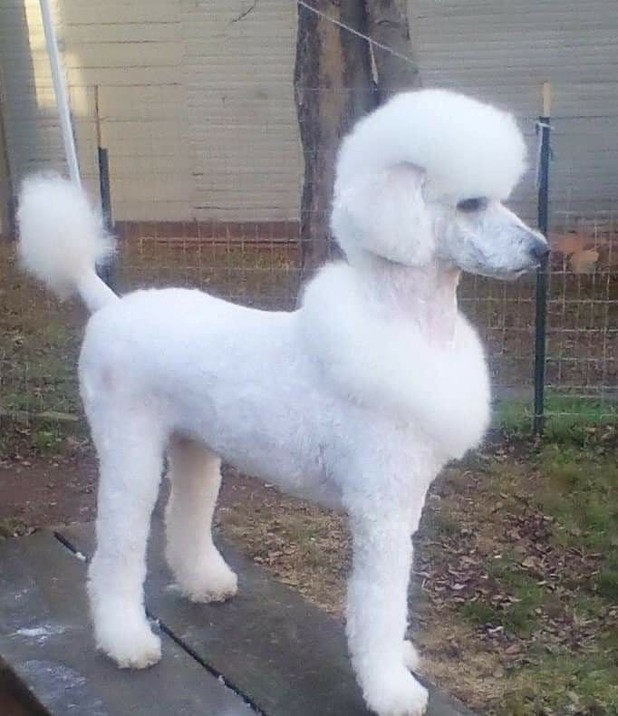 a white poodle standing on top of a wooden table