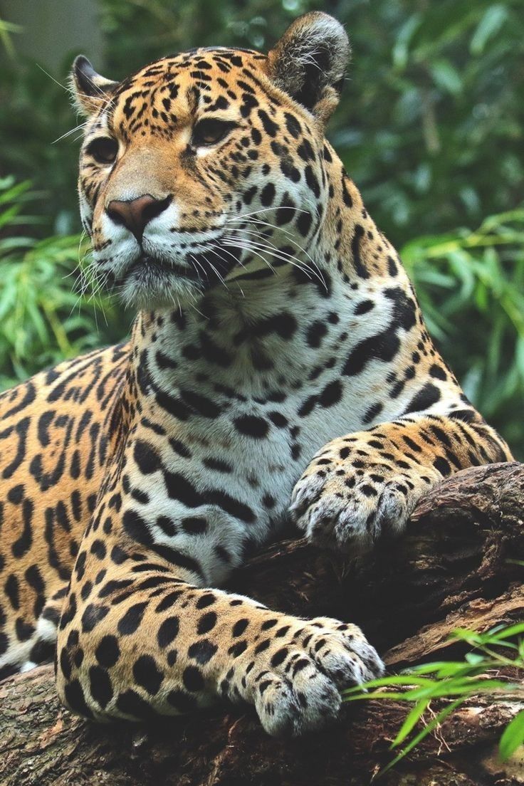 a large leopard laying on top of a tree branch