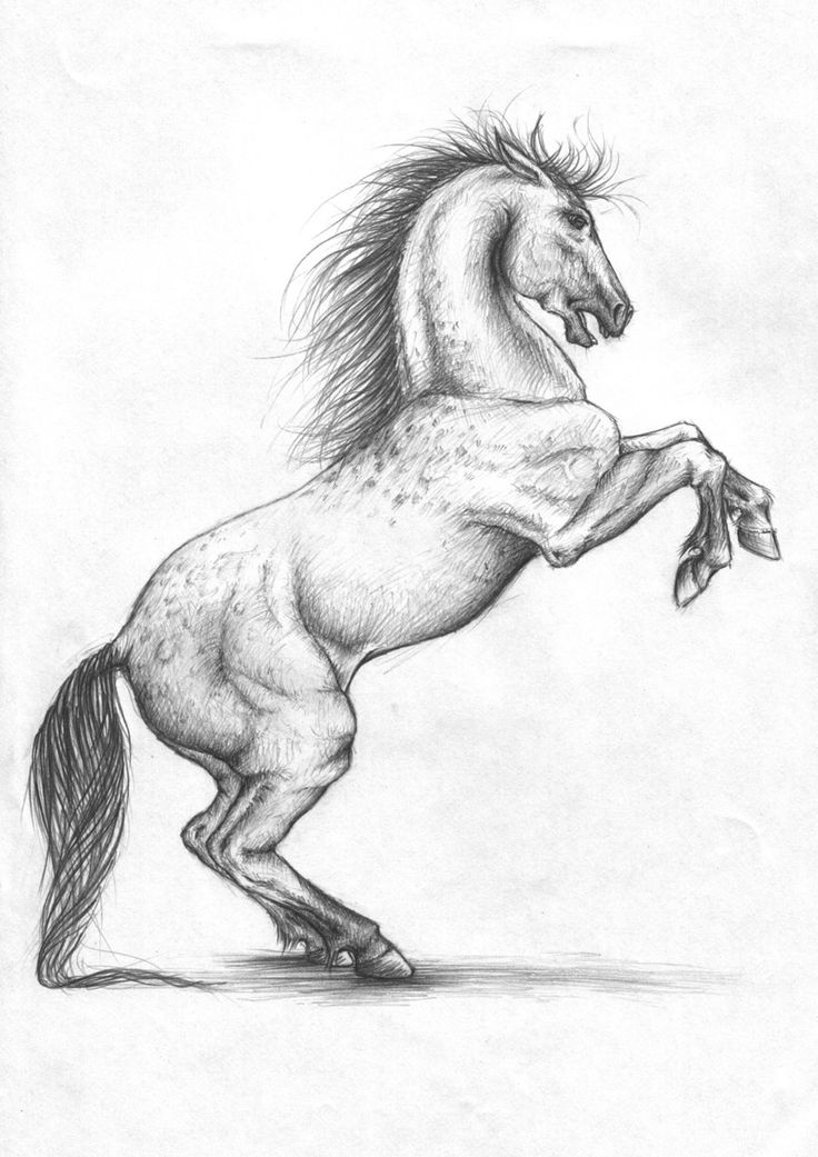 a pencil drawing of a horse rearing its hind legs on one leg and it's tail in the air