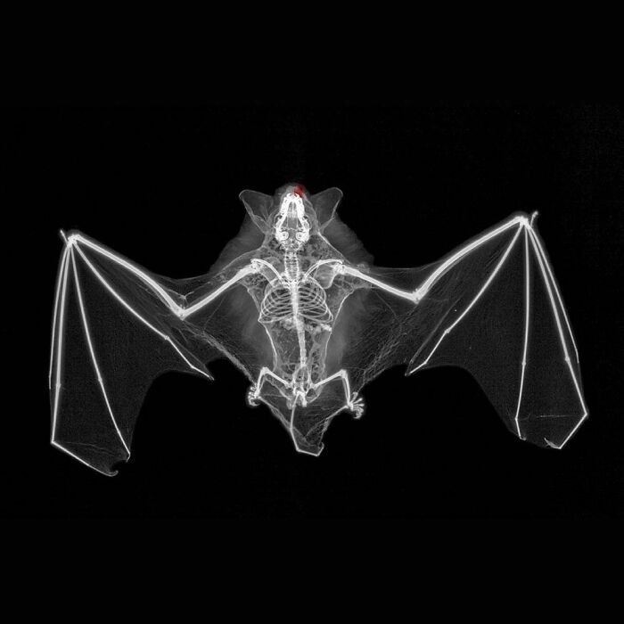 a bat is shown in the dark with its wings spread