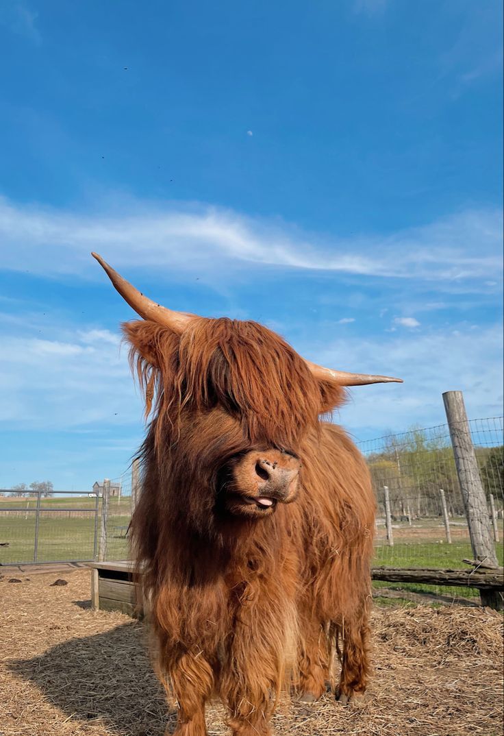 an animal with long hair standing on dirt ground in front of a fence and blue sky