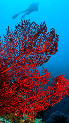 a red sea fan on the ocean floor