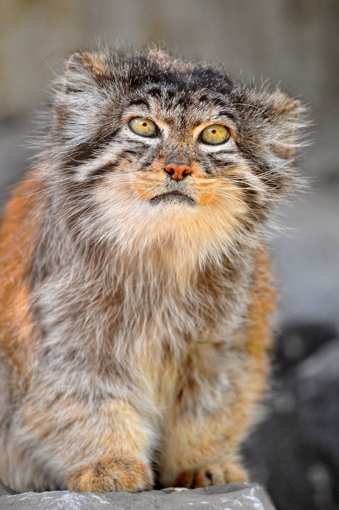 a cat sitting on top of a rock looking at the camera with one eye open