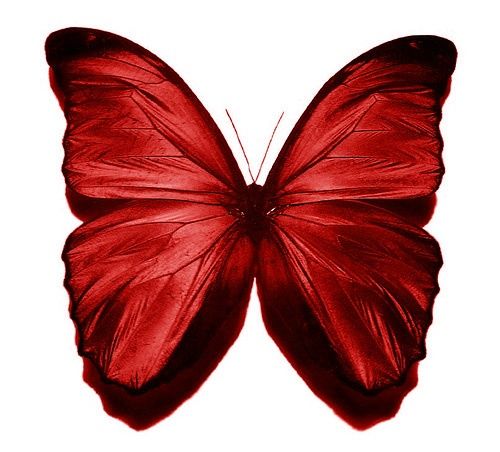 a red butterfly flying in the air with it's wings spread wide and open