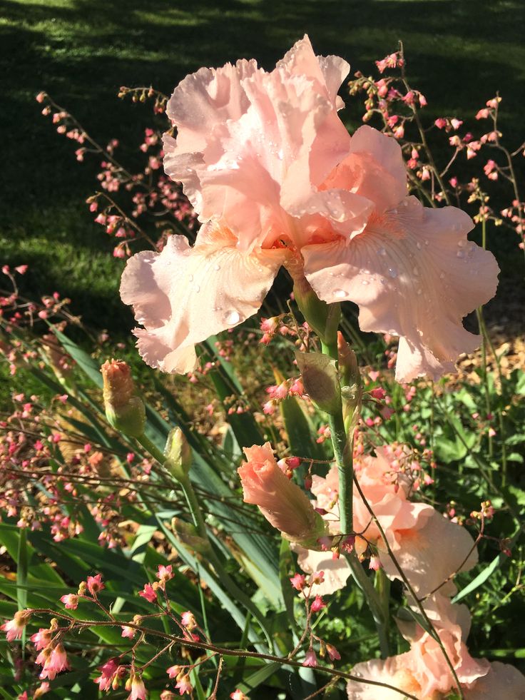 some pink flowers are growing in the grass