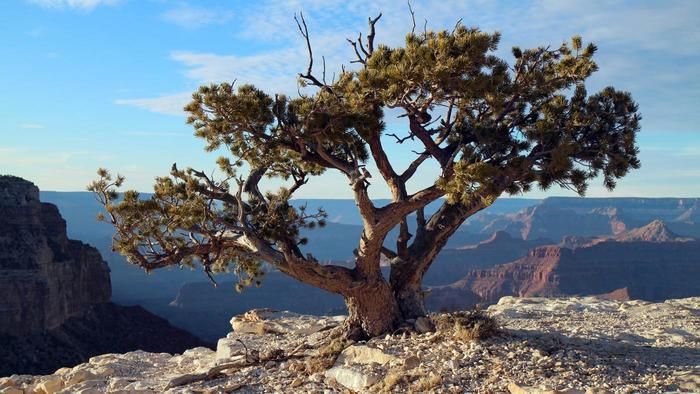 a lone pine tree on the edge of a cliff in grand canyon national park, utah