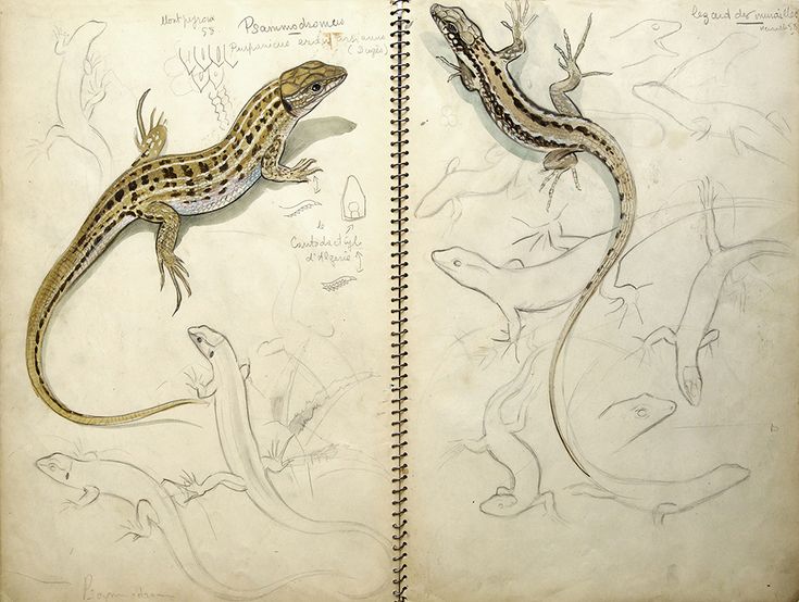 an open book with drawings of lizards on it