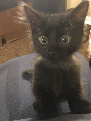 a small black kitten sitting on top of a chair