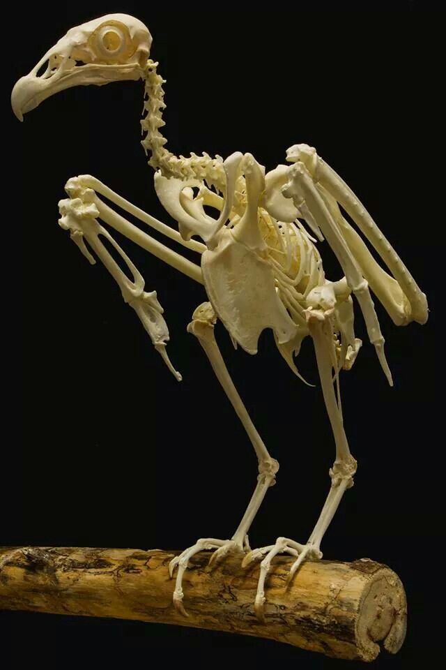 the skeleton of a bird is displayed on a wooden stick, with its legs spread out