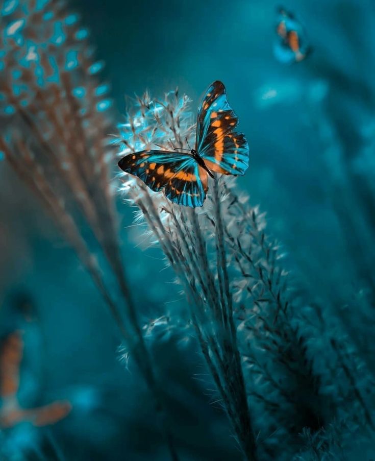 two butterflies sitting on top of a plant in the middle of blue water with other plants nearby