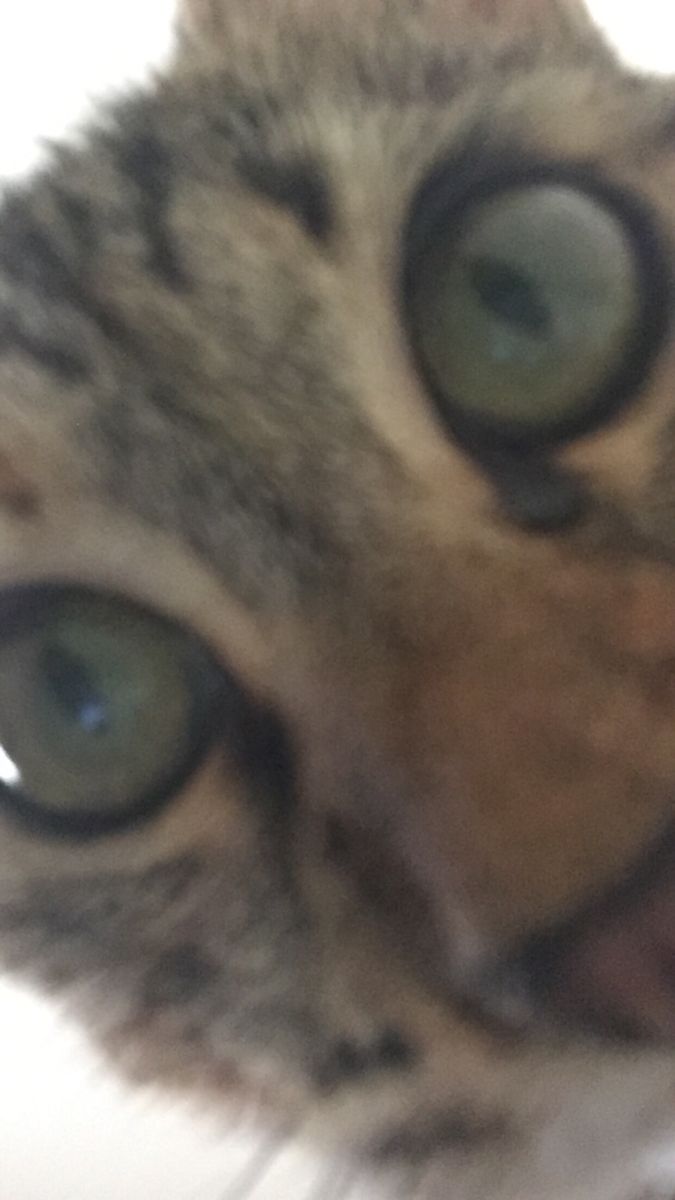 a close up of a cat's face with its eyes wide open and looking at the camera