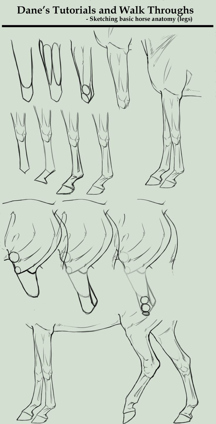 how to draw a horse's legs and feet in perspective, with different angles