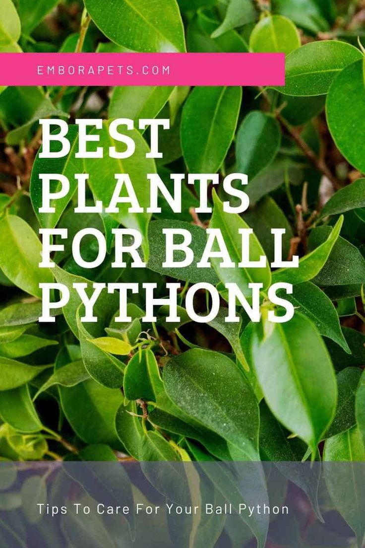 green leaves with the words best plants for ball pythons