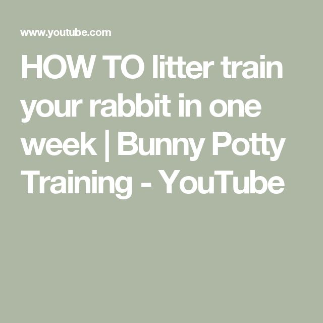 the words how to litter train your rabbit in one week i bunny potty training - youtube