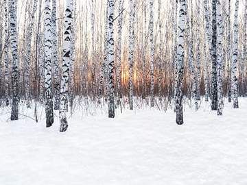 snow covered trees in the woods at sunset stock photo