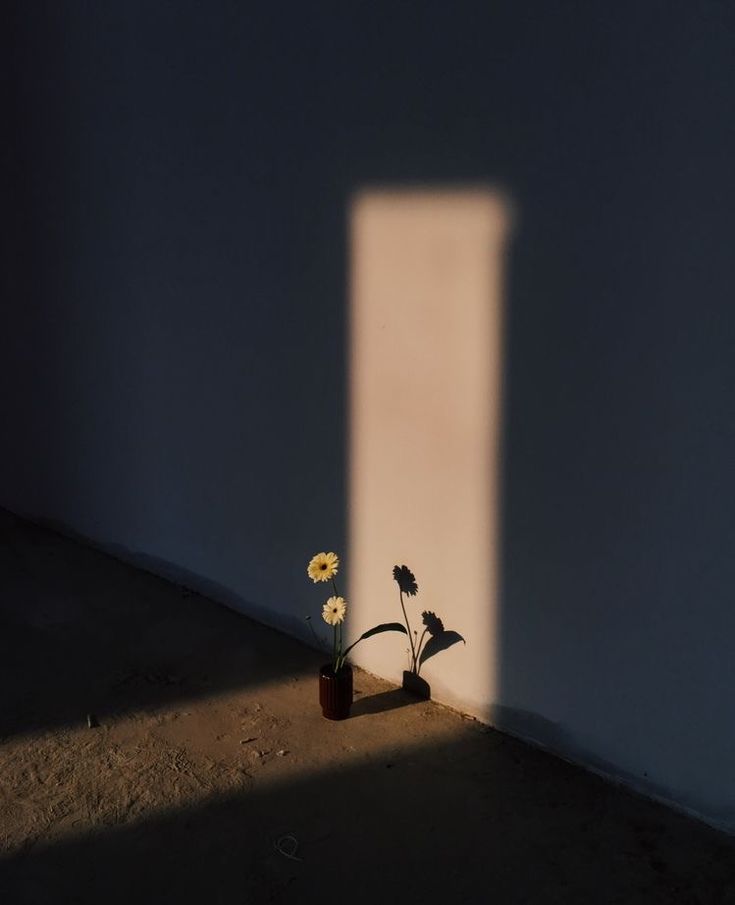 the shadow of a window on a wall and a vase with flowers in it