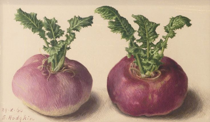 two radishes with green leaves on them are shown in pastel pencils