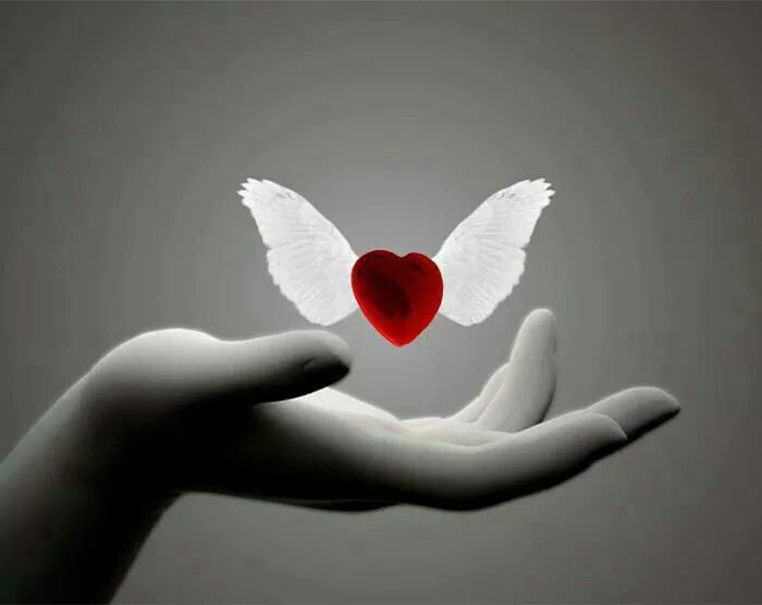 a hand holding a red heart with white wings