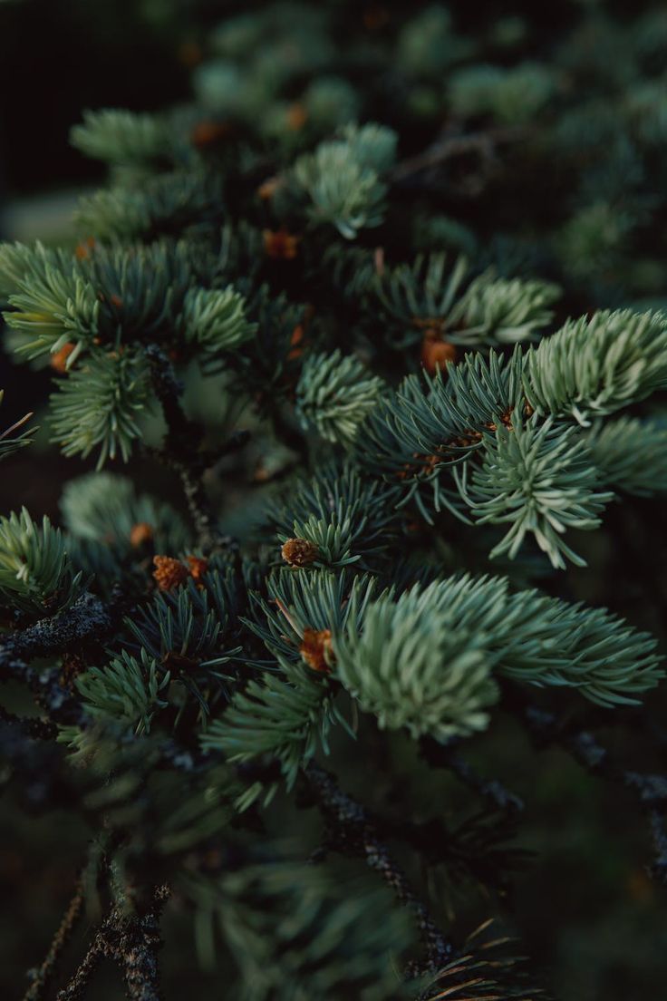 closeup of pine needles and cones on a tree