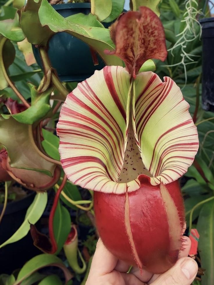 a person holding an orchid in their hand