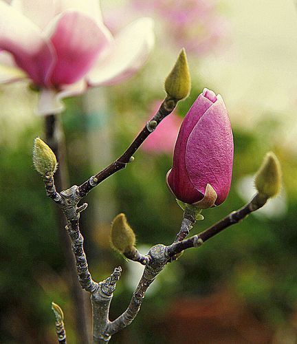 two pink flowers are blooming on a tree