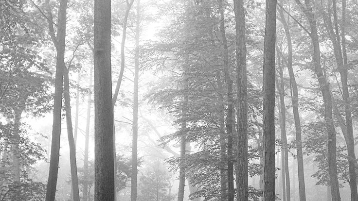 a black and white photo of trees in the woods on a foggy, rainy day