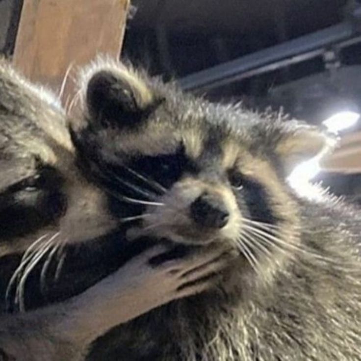 two raccoons cuddle together in an enclosure