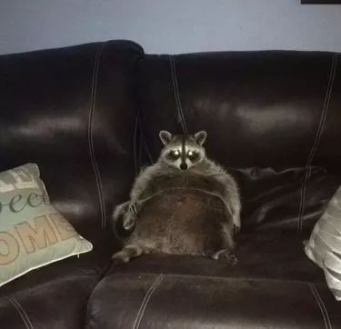 a raccoon sitting on top of a brown couch next to two decorative pillows