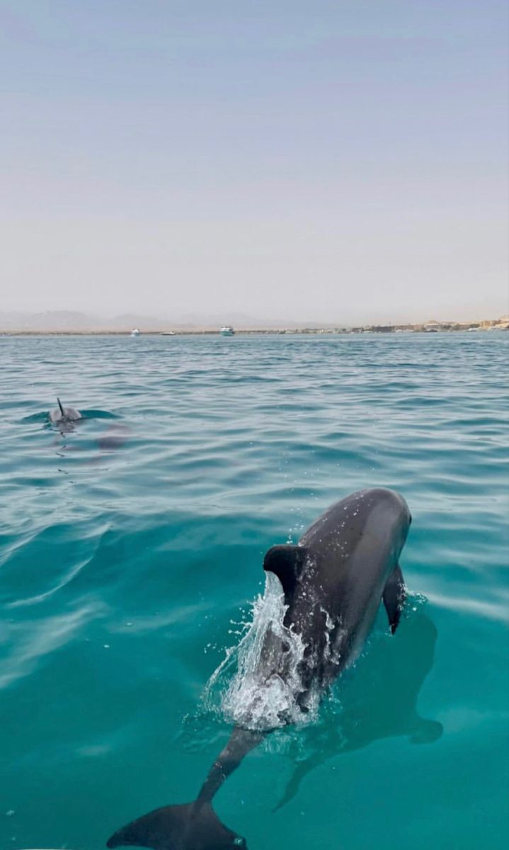 two dolphins are swimming in the ocean together