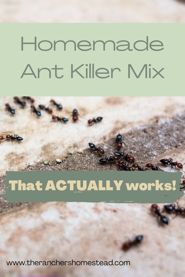 an image of ants on the ground with text that reads homemade ant killer mix that actually works