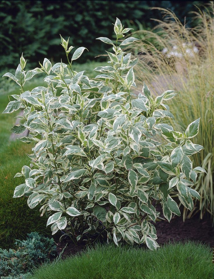 a bush with green leaves is in the middle of some grass and plants around it