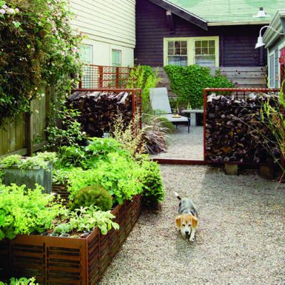 a dog is walking in the gravel near some plants and trees, with a house in the background