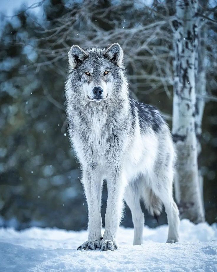 a wolf standing in the snow next to some trees