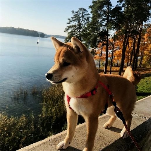 a brown and white dog standing on top of a cement wall next to the water