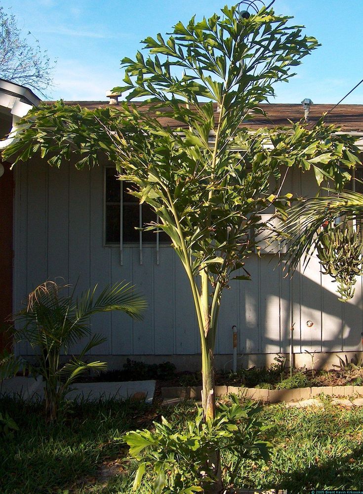 a small tree in front of a house