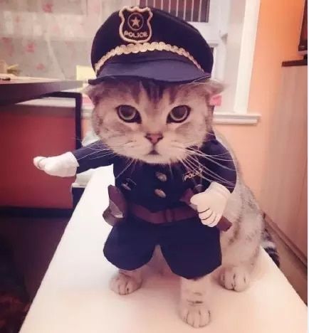 a cat dressed up as a police officer