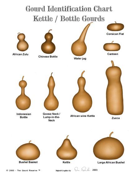 an image of different types of gourd identification chart for ketlle / bottle gourds