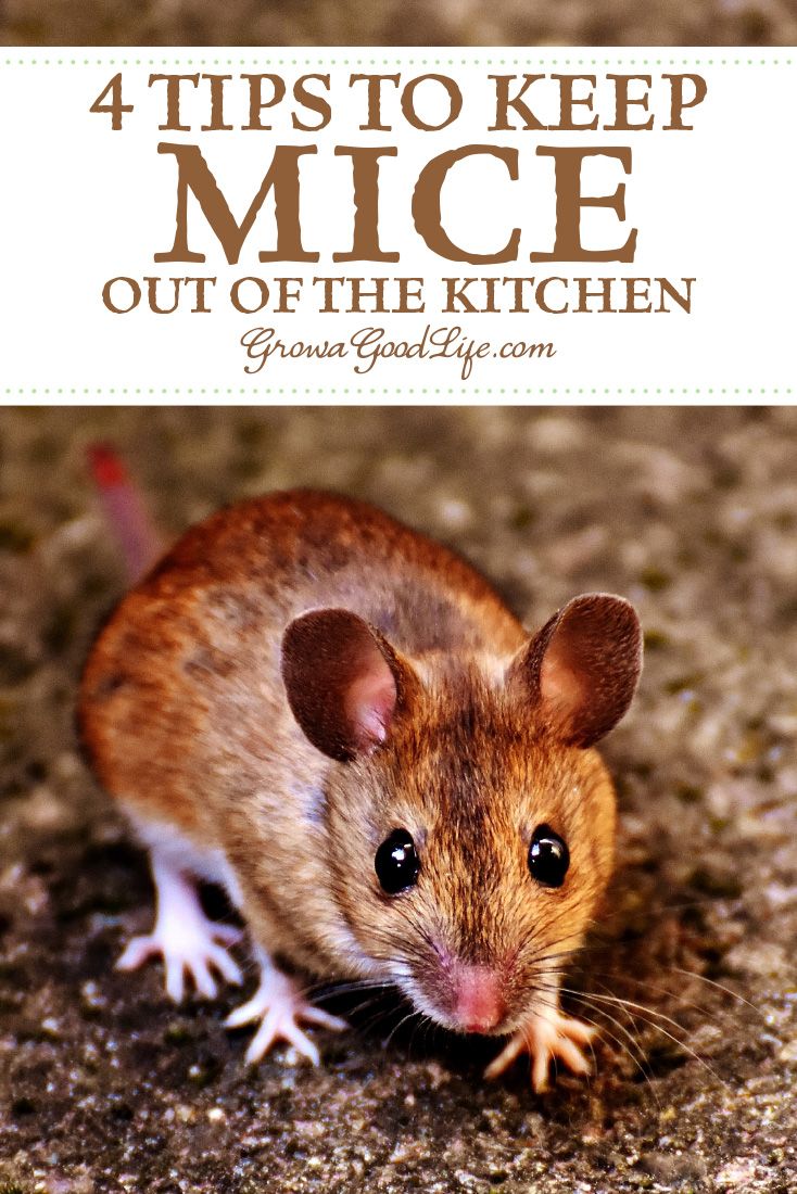 a mouse with the words 4 tips to keep mice out of the kitchen