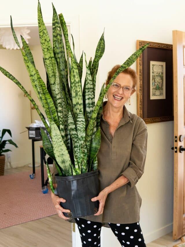 a woman is holding a potted plant in her hands and smiling at the camera