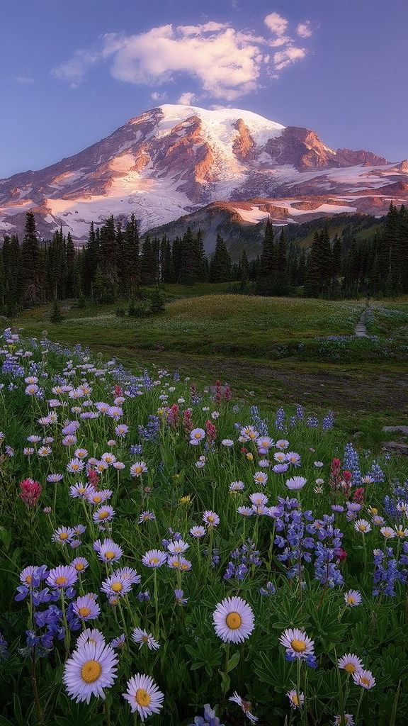 wildflowers in the foreground with a mountain in the background at sunset or dawn