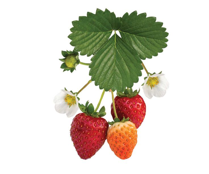 three strawberries on a branch with the words new above them and below it is a blue sign that says,